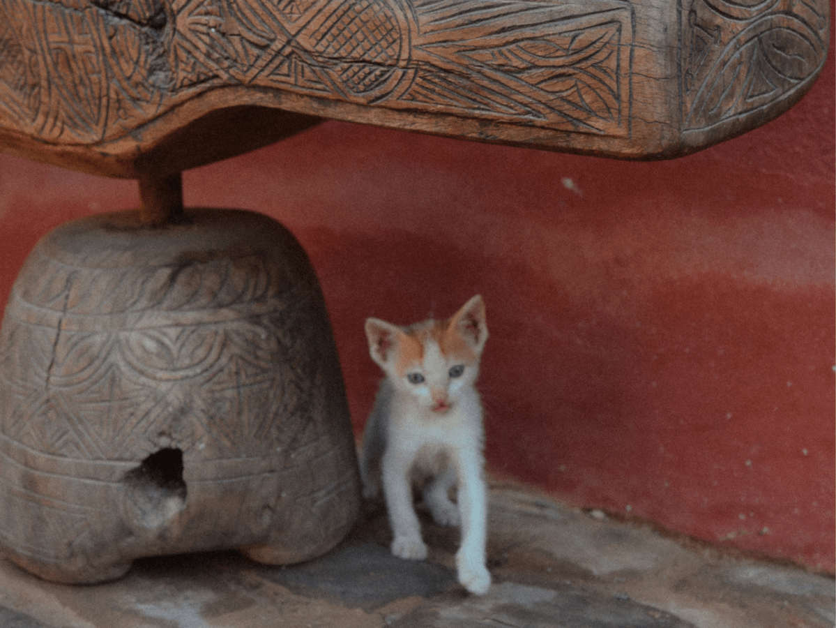 The truth about Marrakech’s animal entertainment and how to&nbsp;help.
