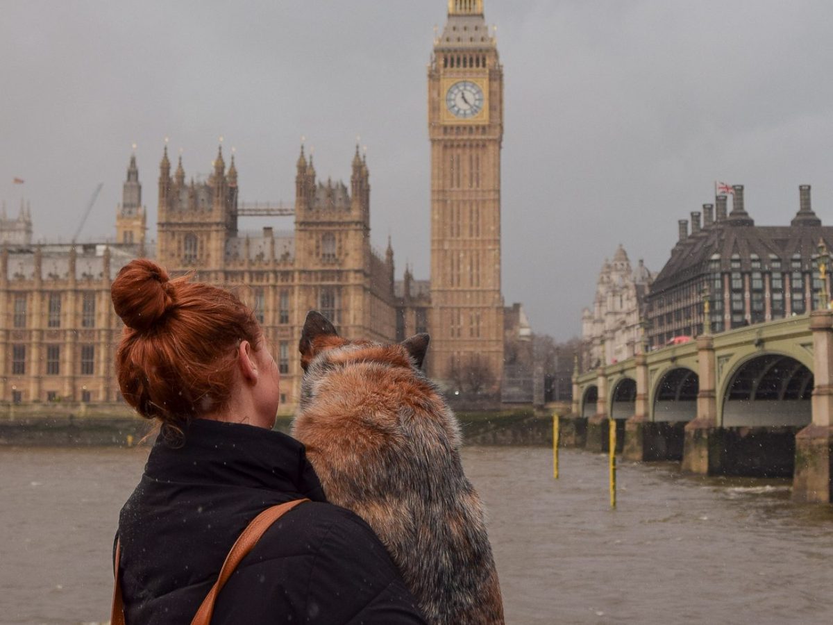 Moving your pets to Australia; Everything you need to know about moving your dog & cat from the UK &&nbsp;EU