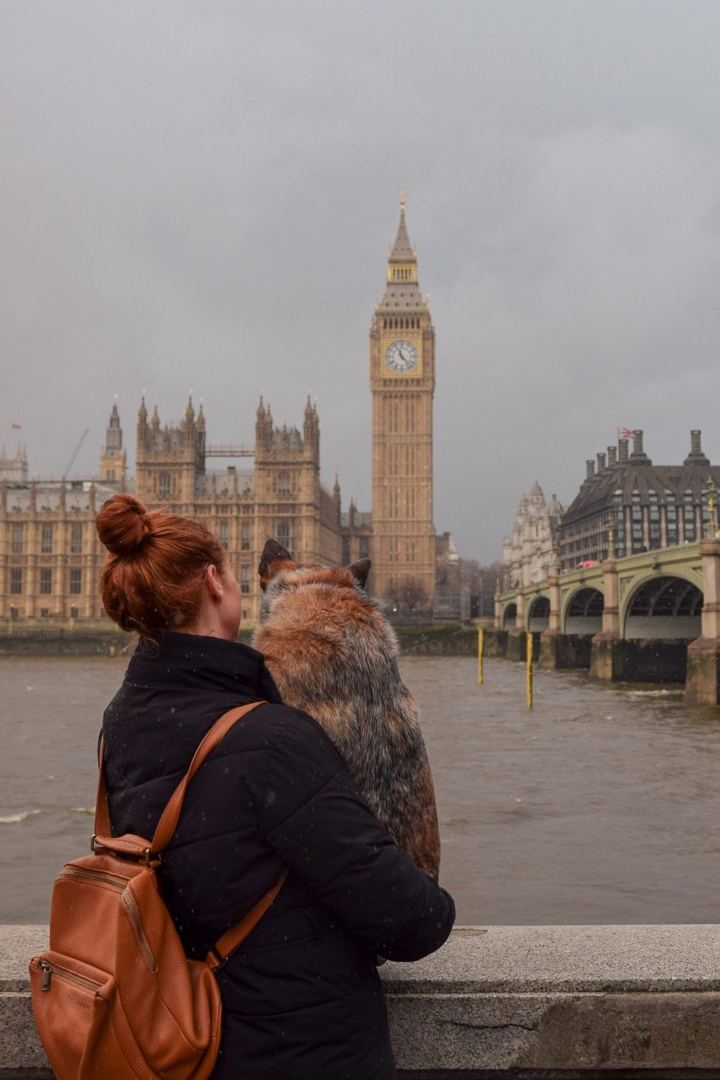 Moving your pets to Australia; Everything you need to know about moving your dog & cat from the UK & EU