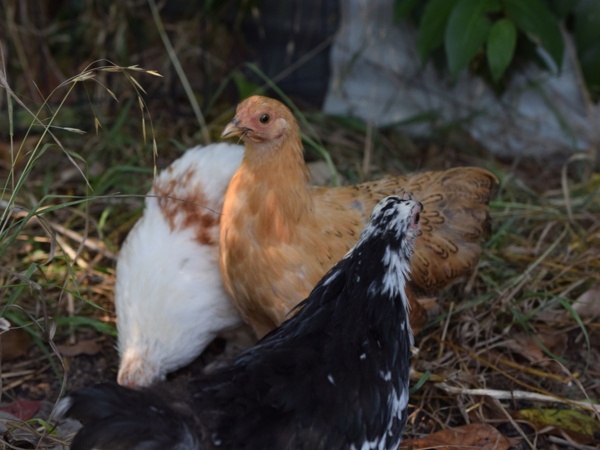 8 Incredible benefits of having chickens in your&nbsp;backyard