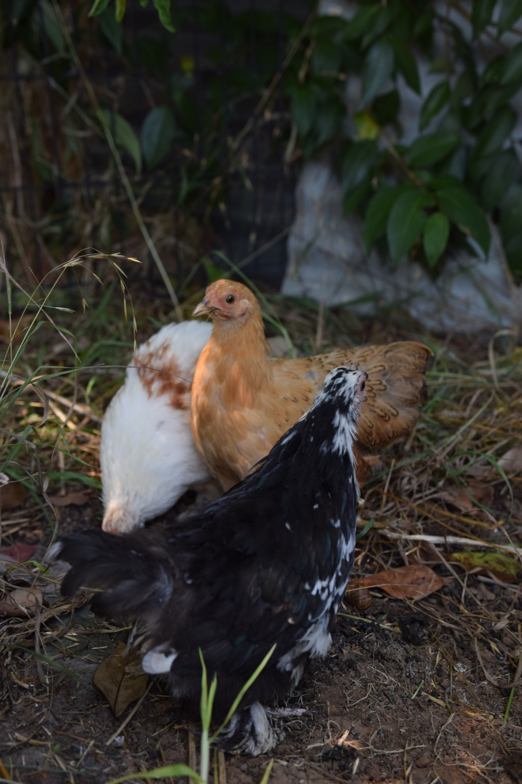 8 Incredible benefits of having chickens in your backyard