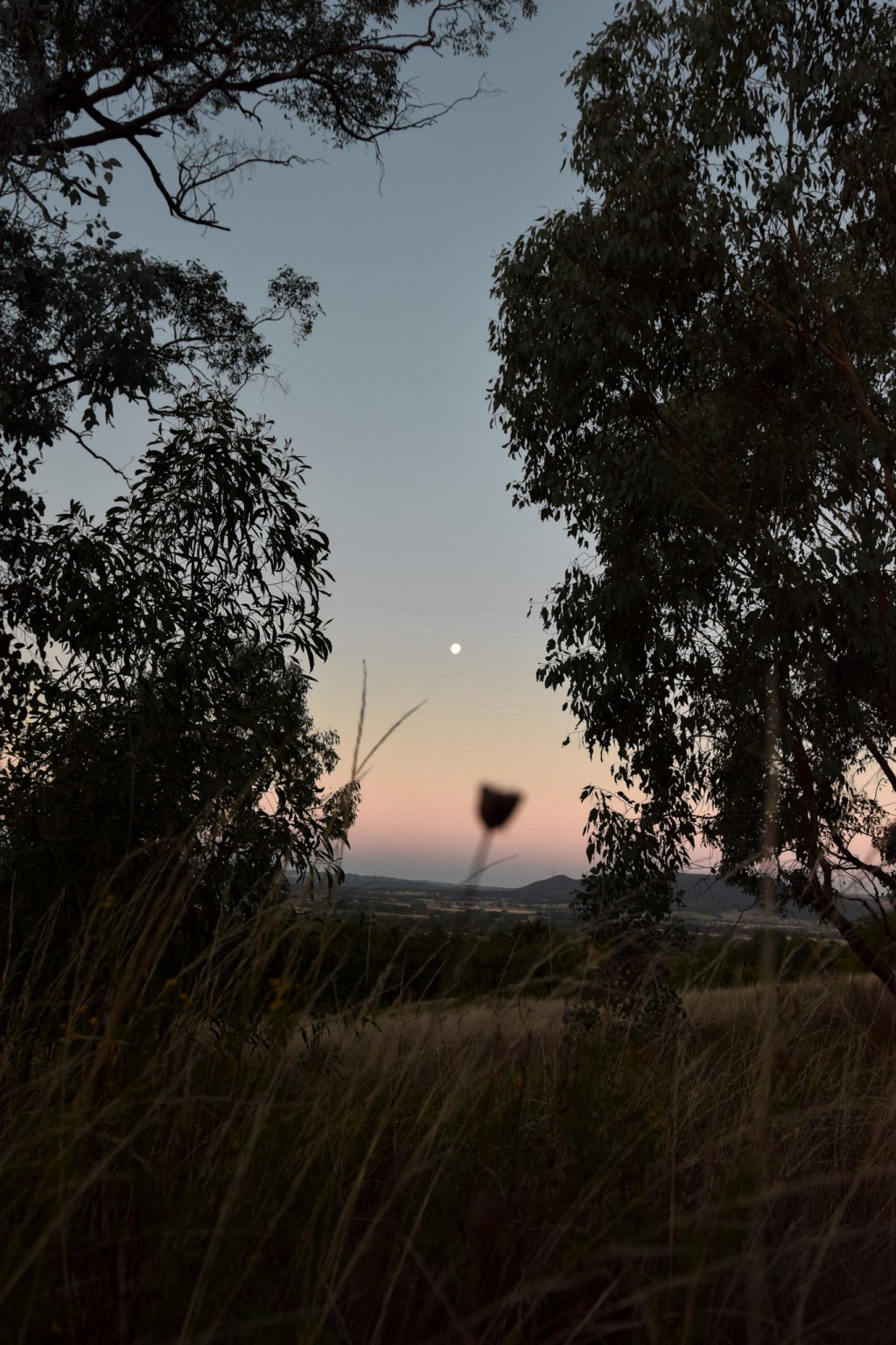 Moving back to the Australian&nbsp;bush
