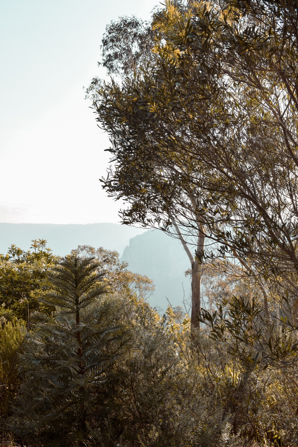 A guide to visiting Scenic world, The Blue&nbsp;Mountains