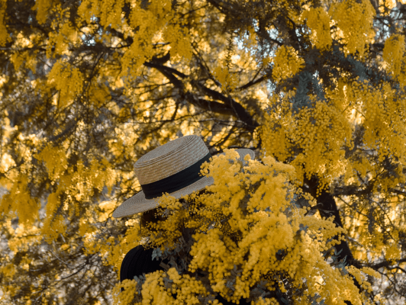 Wonderful winter wattles