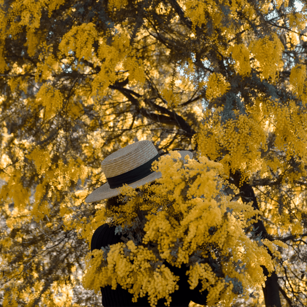 Wonderful winter wattles