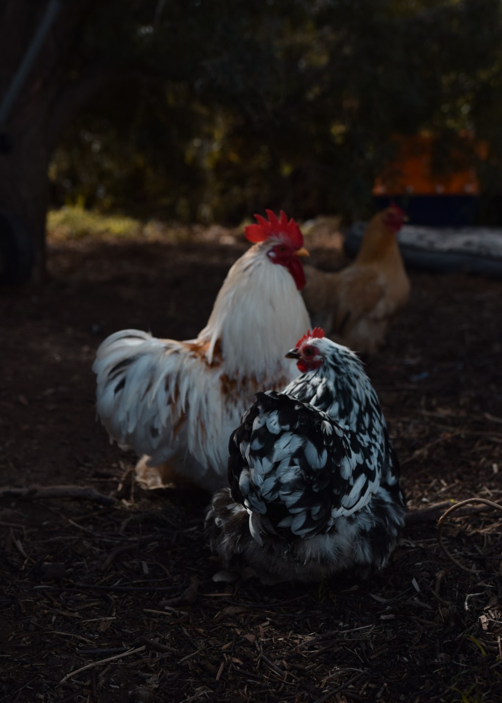 The beauty of the bantam chicken: 6 reasons why you should own them