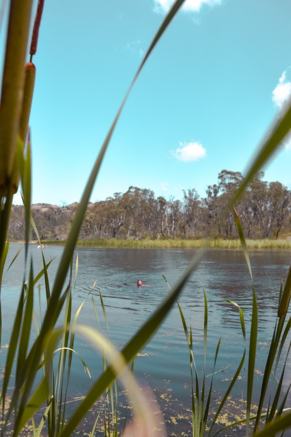 An Aussie bush&nbsp;picnic