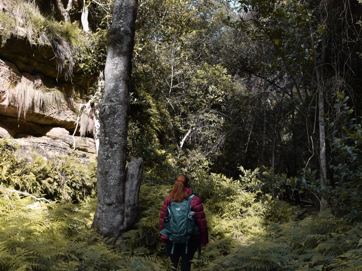 Hiking Ferntree Gully circuit,&nbsp;Rylstone