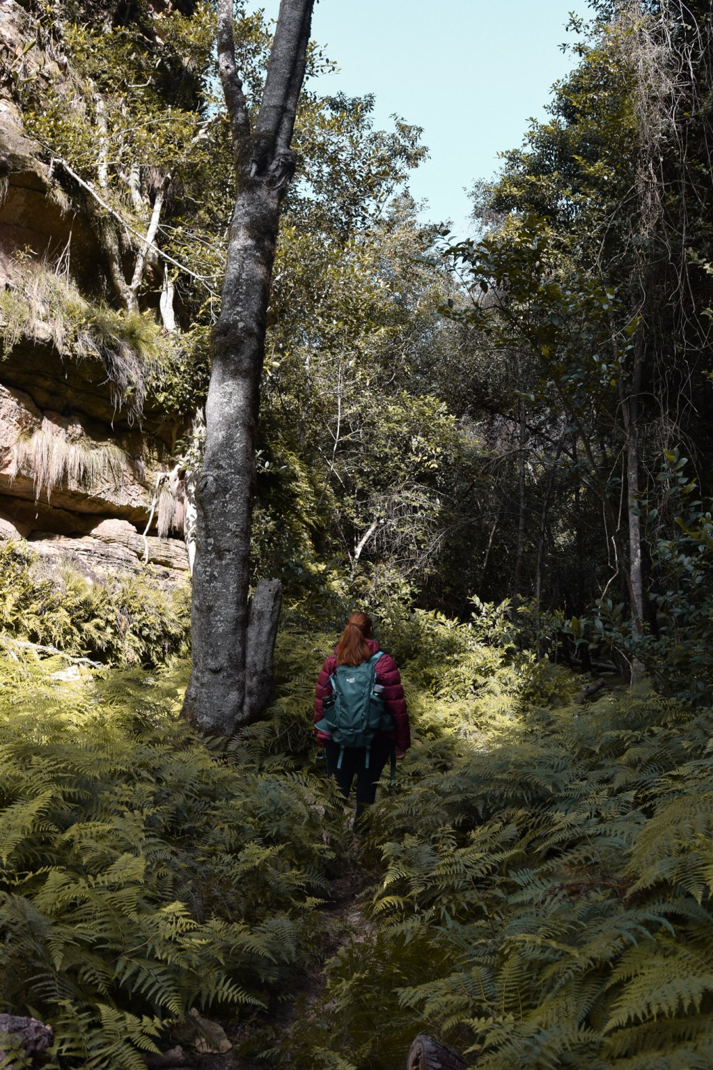 Hiking Ferntree Gully circuit,&nbsp;Rylstone