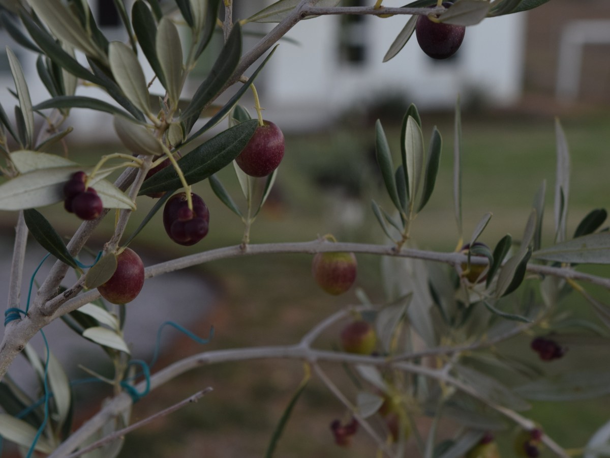 Curing Verdale Olives Straight From The&nbsp;Garden