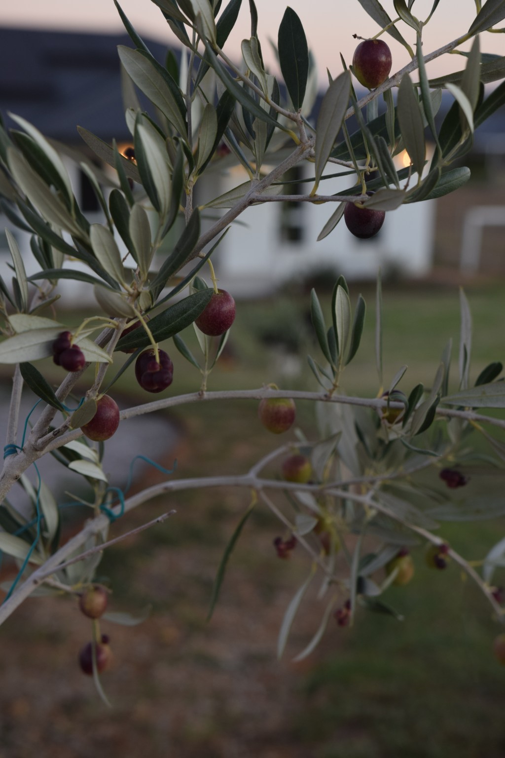 Curing Verdale Olives Straight From The&nbsp;Garden