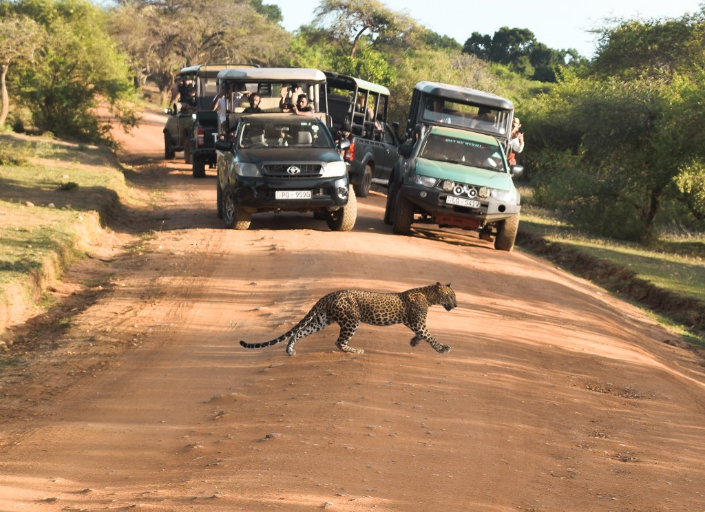 Our Yala National Park Safari Experience in Sri&nbsp;Lanka